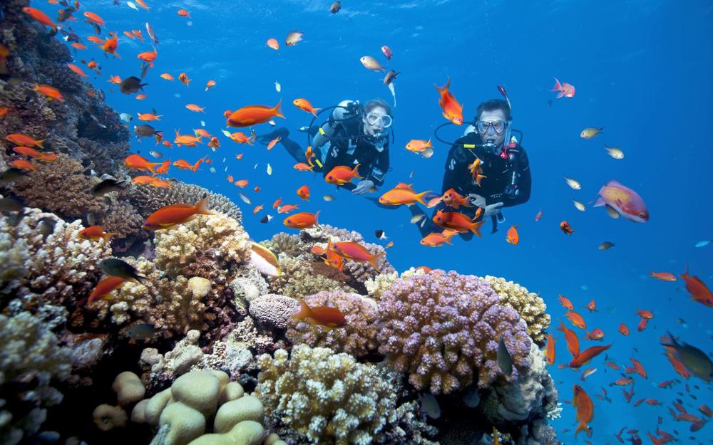 Trải nghiệm lặn ngắm san hô ở Hòn Dăm Ngang